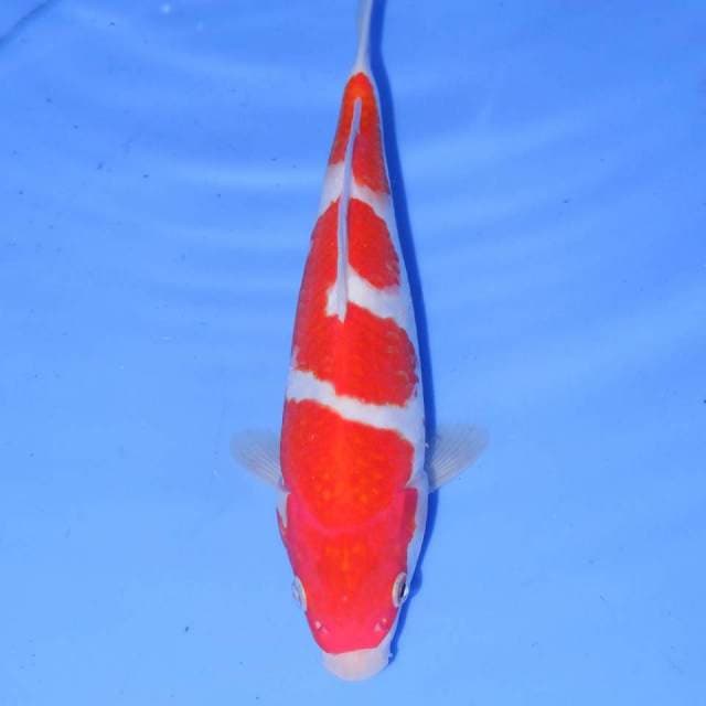 25cm SANDANIME KOHAKU HQ
