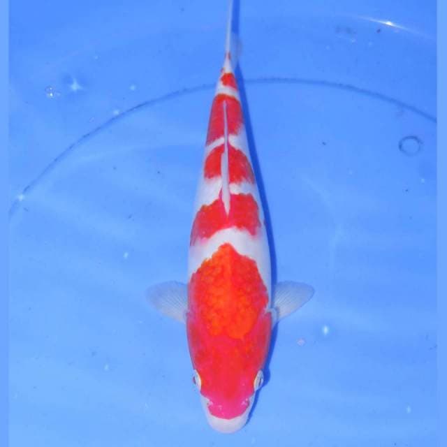 29cm GONDAN KOHAKU BAGUS