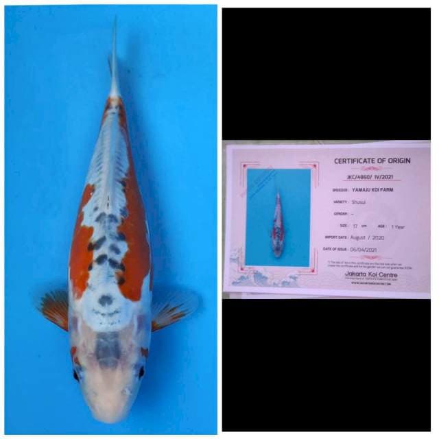 Yamaju Shusui