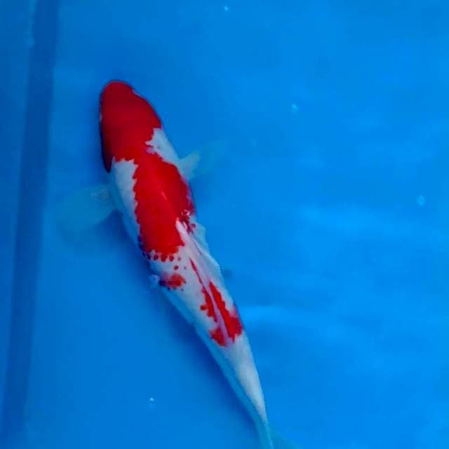 Kanoko kohaku 31cm