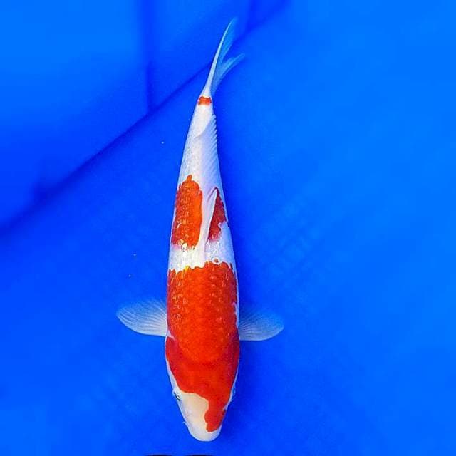Gindrin kohaku 29cm