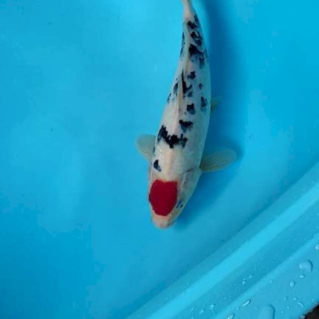 T. Sanke qulaity