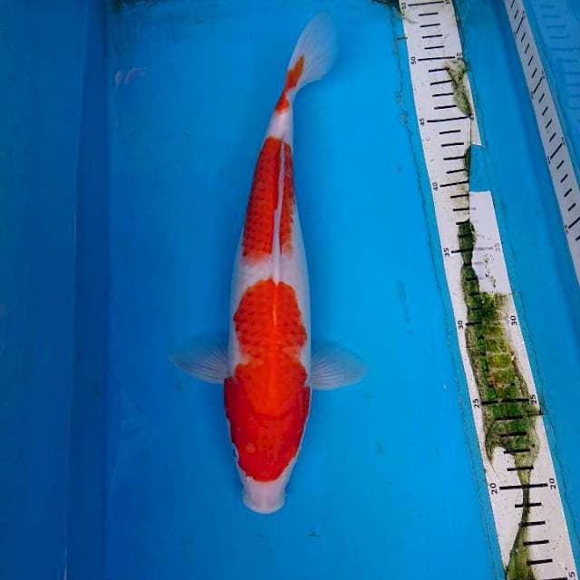 KOHAKU