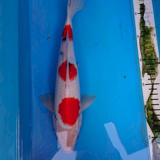 SANKE 32 cm