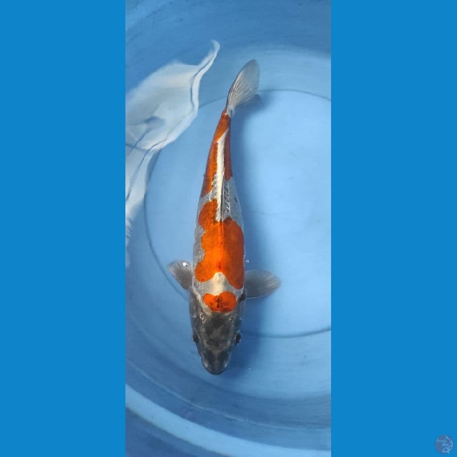 benykiko