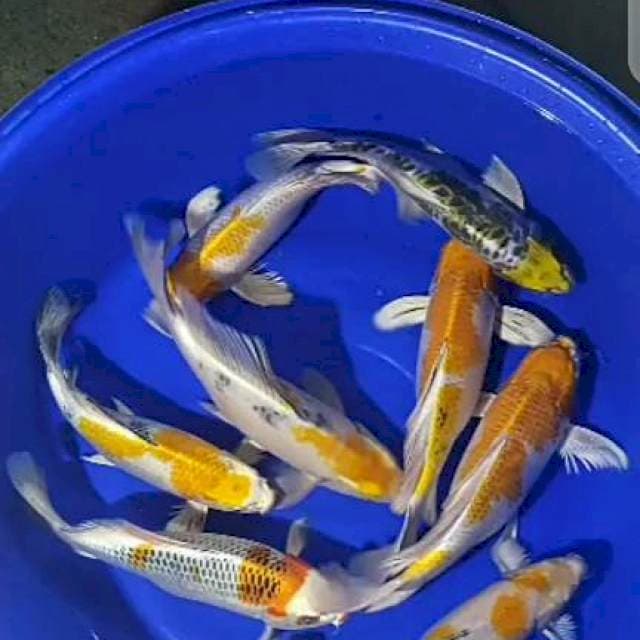 Paket Kumpay Jumbo 9 ekor