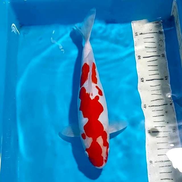 ORIGINAL KOHAKU DOITSU UNIK 30 CM