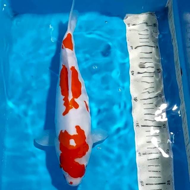 KOHAKU DOITSU UNIK 33 CM 