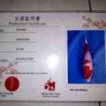 Sandan kohaku serti Mulia 25Bu