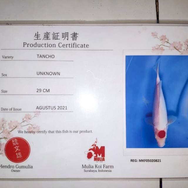 Tancho kohaku serti Mulia 30BU
