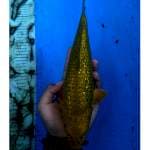 Midori Ginrin 35 Bu Male