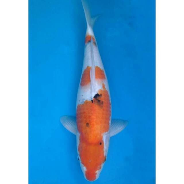 Okawa Jumbo Sanke
