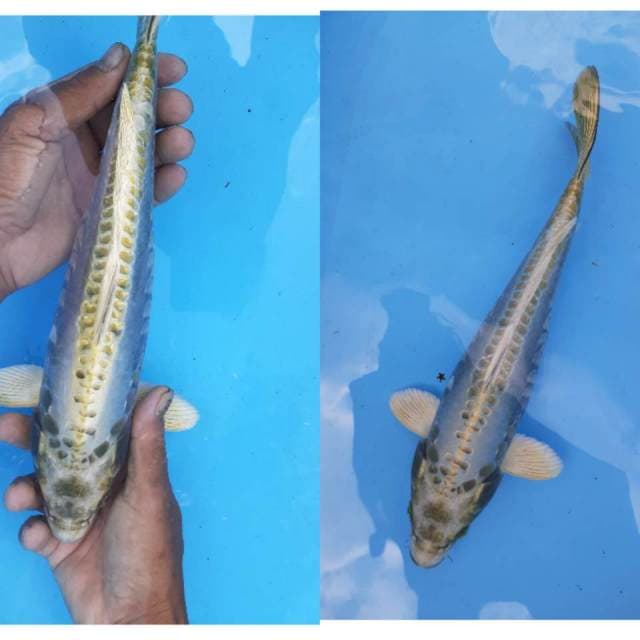 Muksi doit