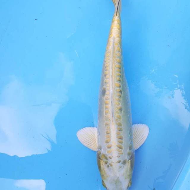 Mukasi