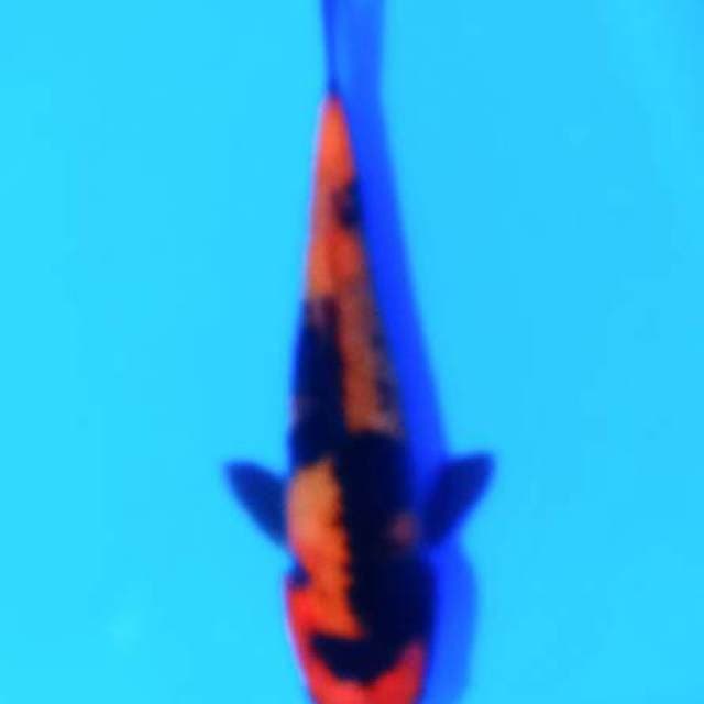 utshuri 17cm
