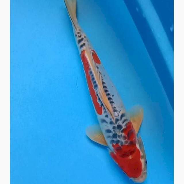 Aragoke antix