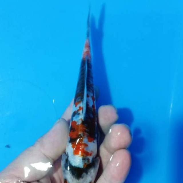 showa aragoke 15cm