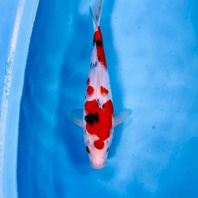 Sanke, 30 cm