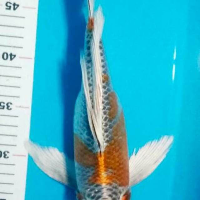 KUMPAY KUJAKU 33 CM