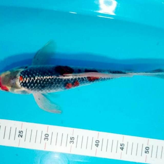 KUMPAY KUJAKU 34 CM