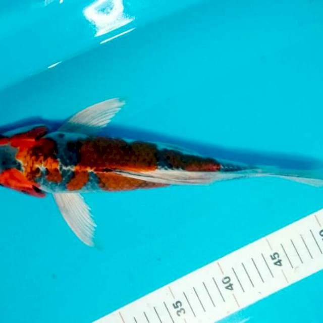 KUMPAY KUJAKU 34 CM