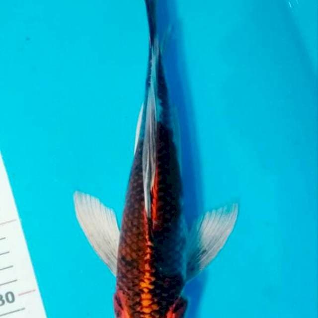 KUMPAY KUJAKU 31 CM