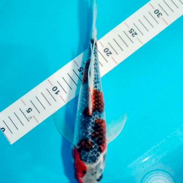 KUMPAY KUJAKU 31 CM