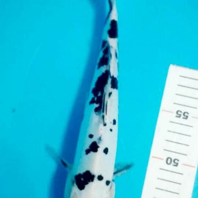 TANCHO SANKE 30 CM