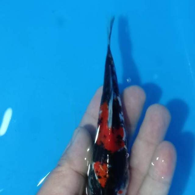 doitsu 14cm