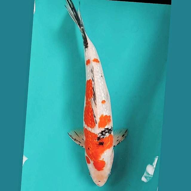 Ginrin Jantan 34cm
