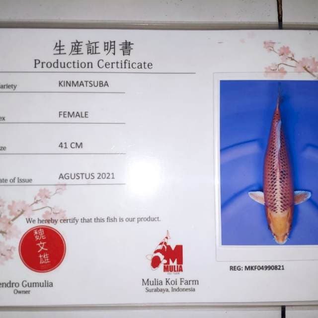 Kin matsuba serti mulia 41cm Fm