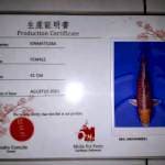 Kin matsuba serti mulia 41cm Fm