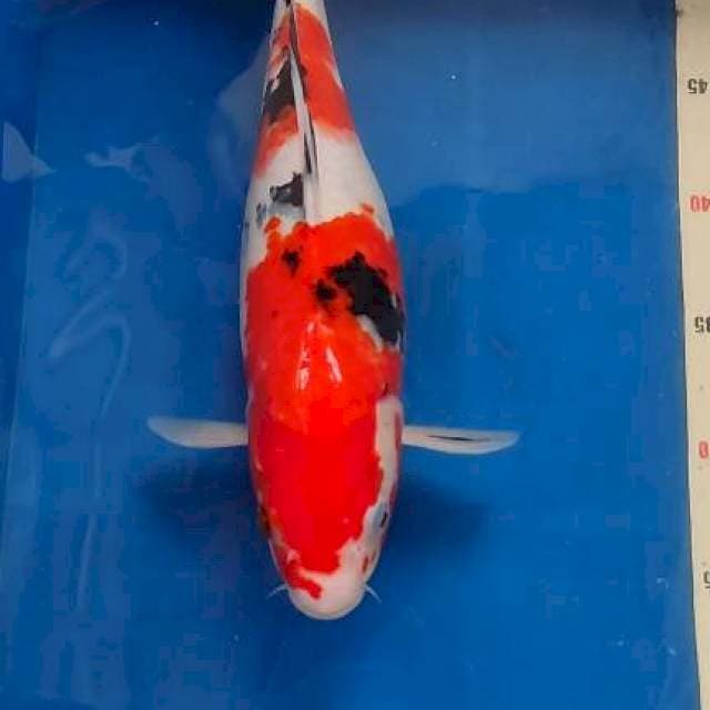 Sanke bulky 32cm
