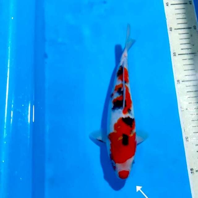 SANKE 25 CM