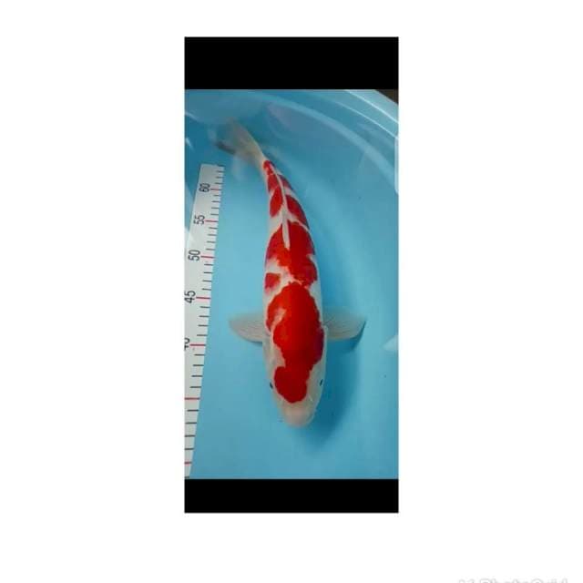 Inazuma Kohaku 39cm