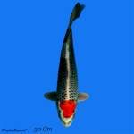 Tanco Kujaku Male 30cm