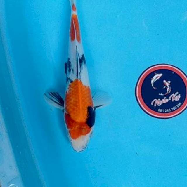 Showa 30 cm