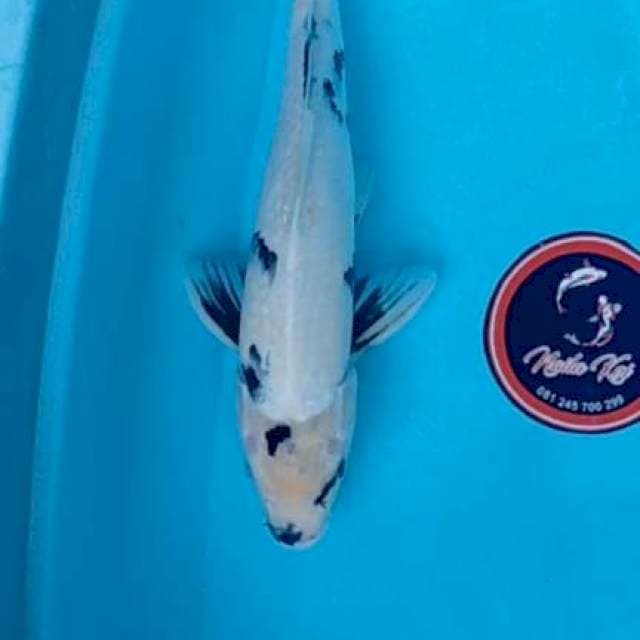 Shiro 37 cm