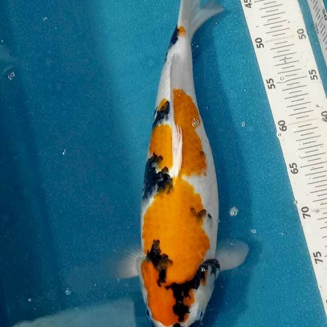 Showa female 42 cm
