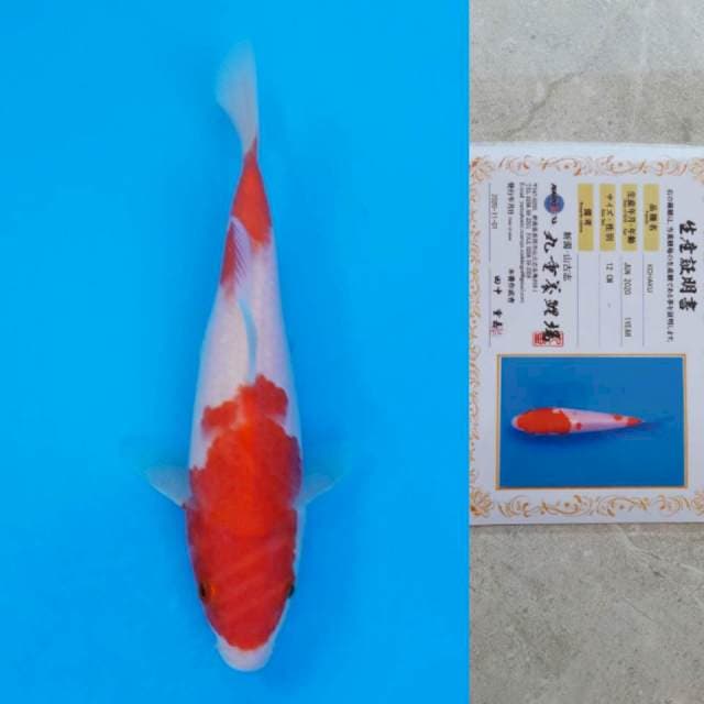 Marujyu Kohaku 17cm Certi