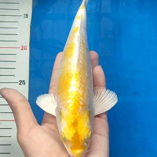 Ogon 24cm