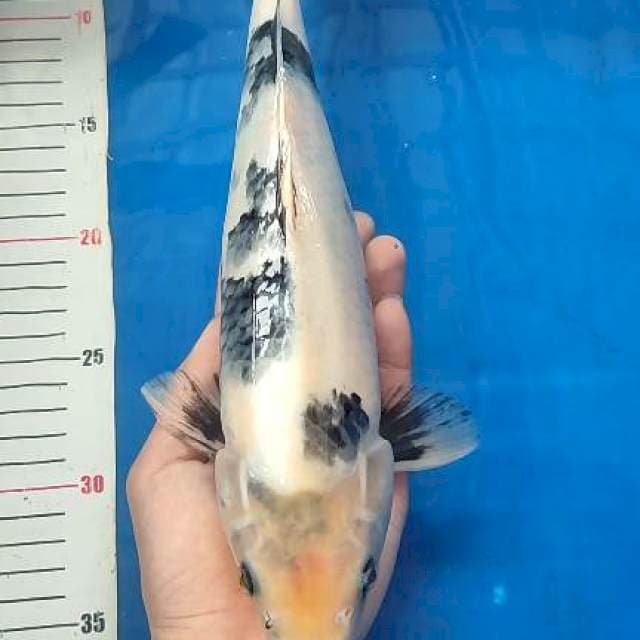 Shiro 33cm