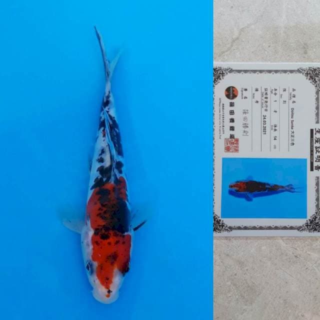 Shinoda Doitsu Sanke 16cm Certi
