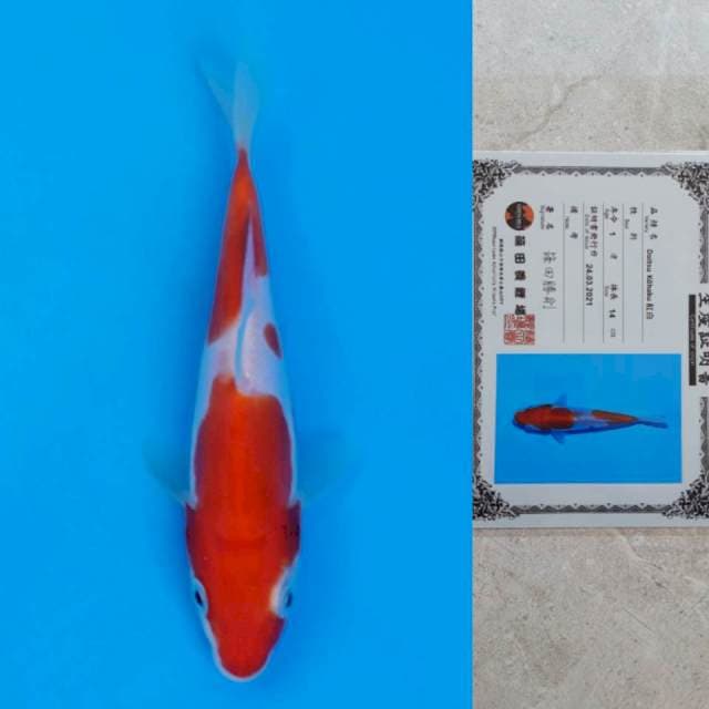 Shinoda Doitsu Kohaku 16cm Certi