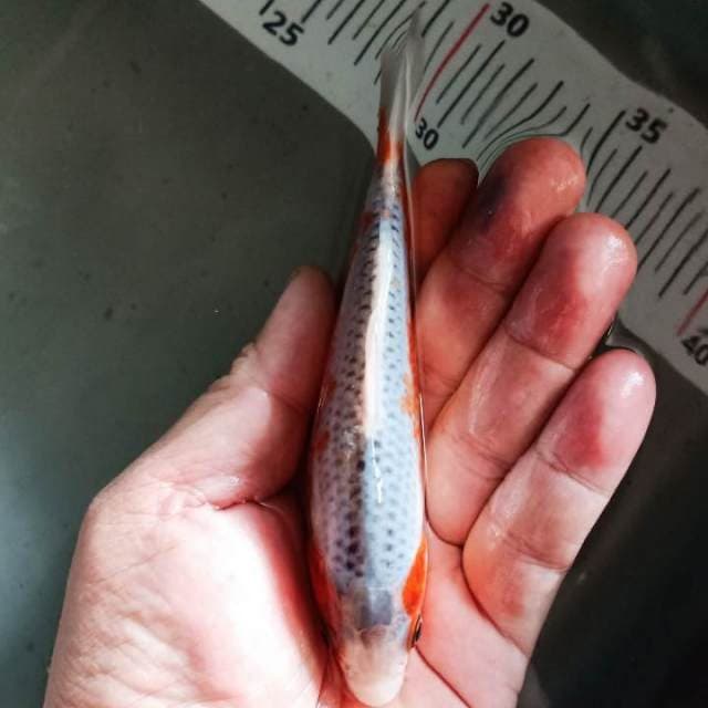 F1asagi 14cm.warna samping