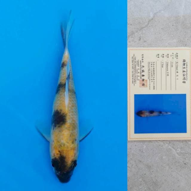Marusei Ki-Utsuri 16cm Certi