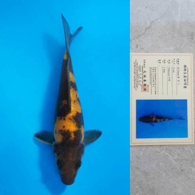 Marusei Ki-Utsuri 18cm Certi
