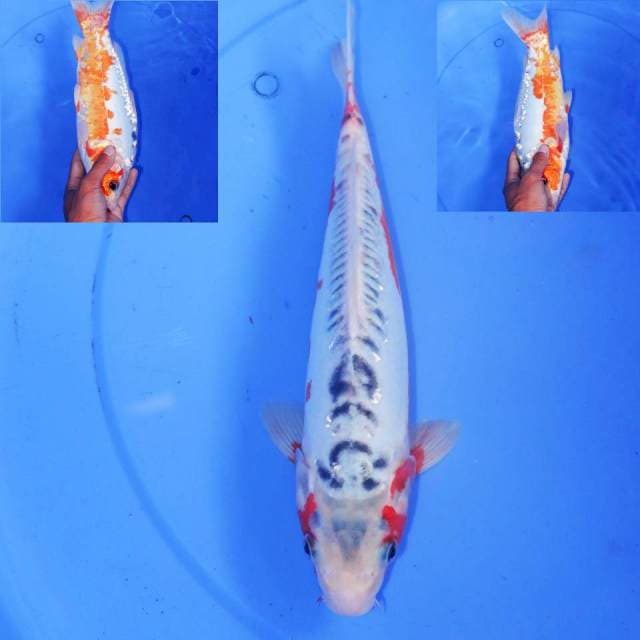 30cm HANA SHUSUI