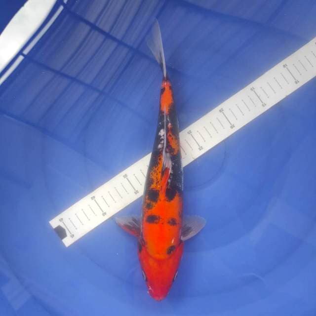 Beni Kumonryu 31cm