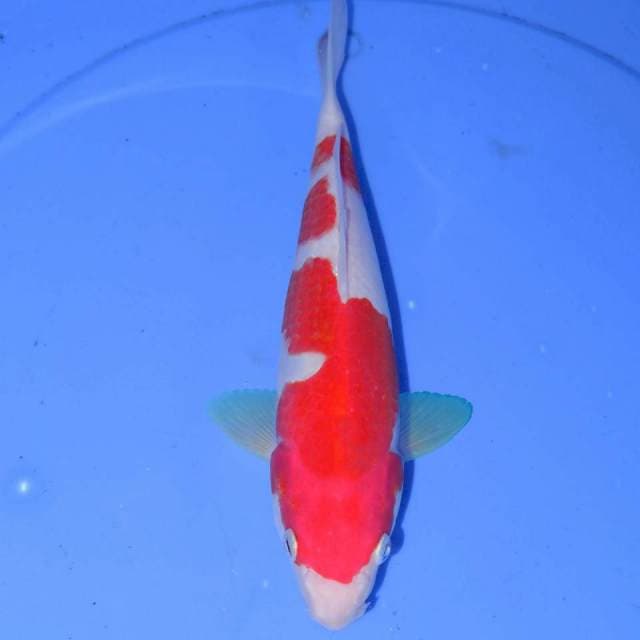 KOHAKU